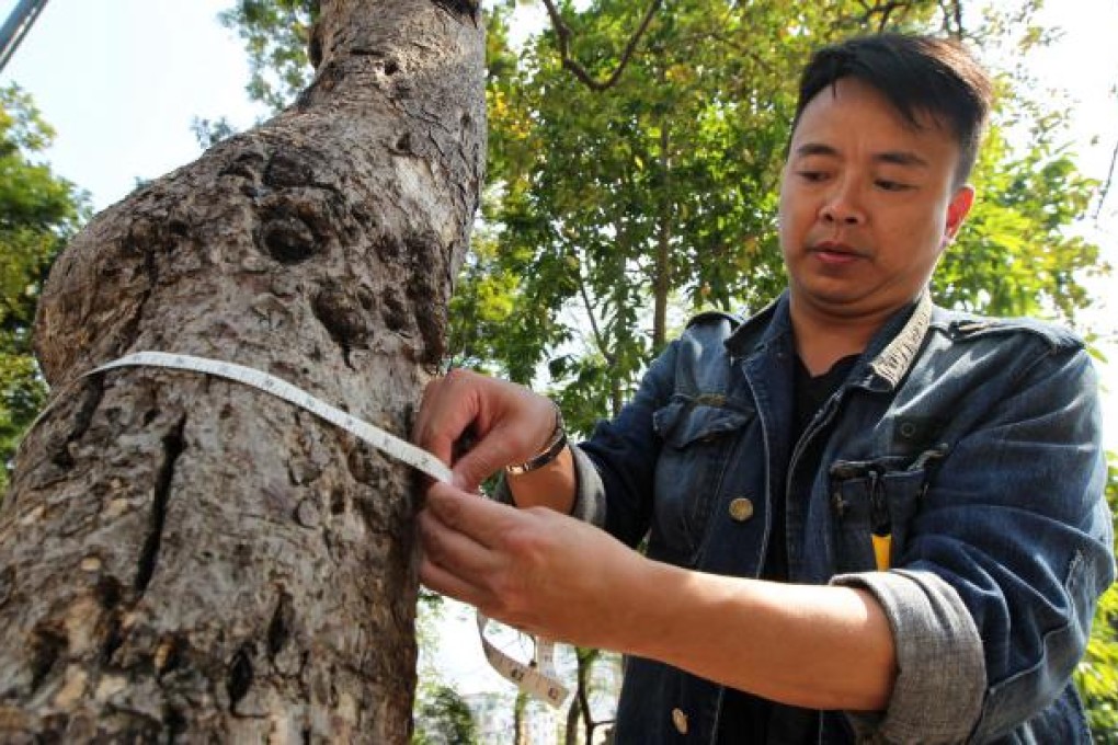 Vick Cheng Kwok-keung measures a tree trunk in Kowloon Park, Tsim Sha Tsui. Old trees will be rare in Hong Kong, he says. Photo: Felix Wong