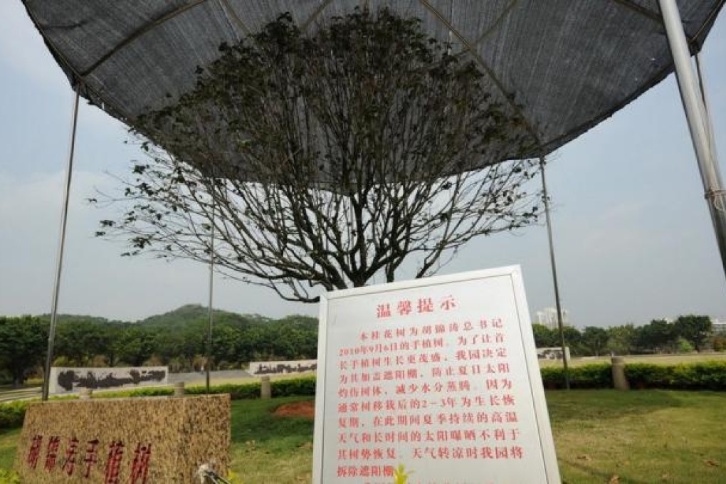 The laurel tree which has received special care in Shenzhen and sparked discussion online. Photo: Weibo/SCMP pictures