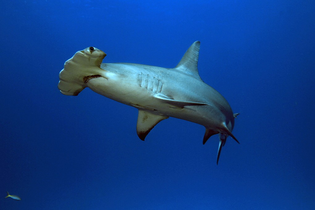 A great hammerhead shark. Photo by WWF Hong Kong