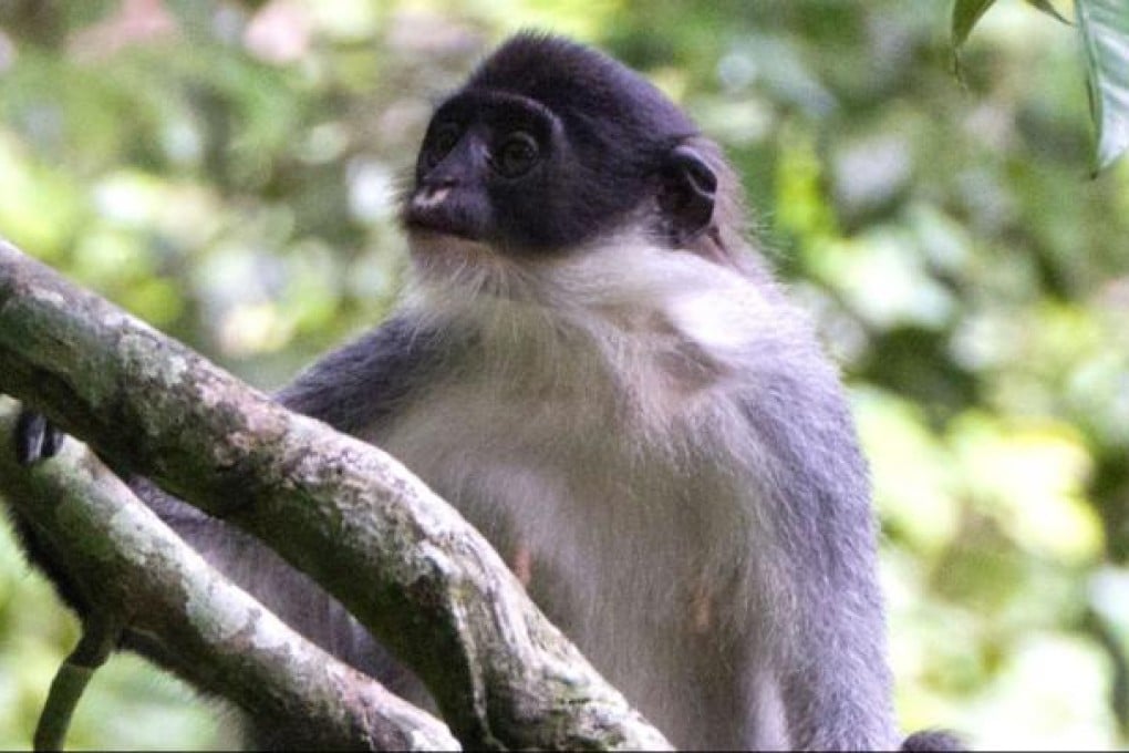 Miller's Grizzled Langur. Photo: AP