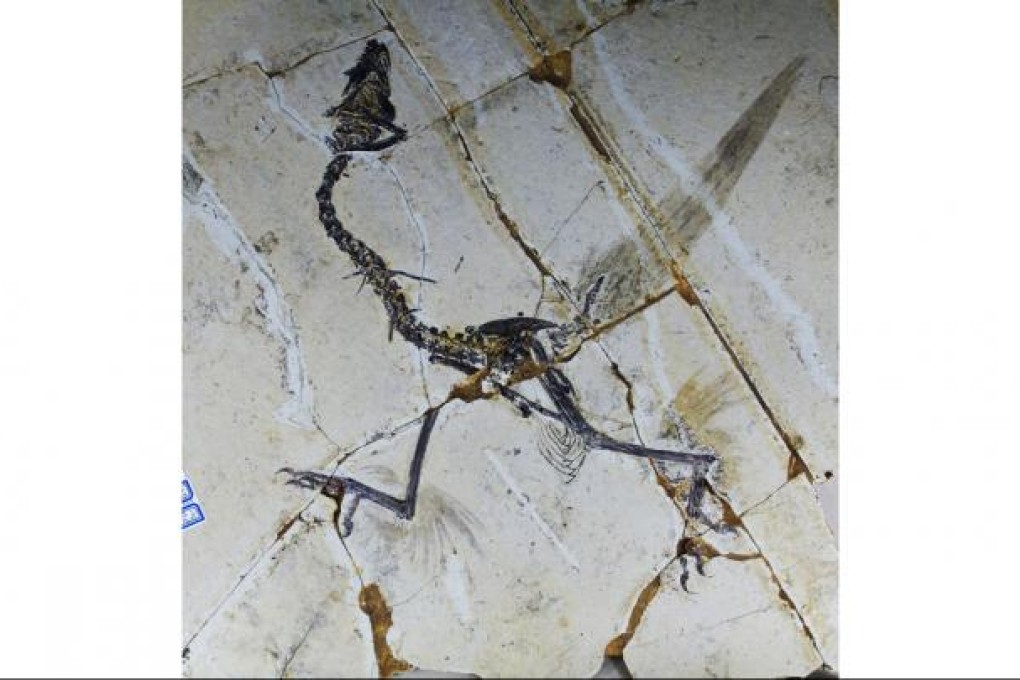 The fossil of a Sapeornis bird that was not believed to have hind feathers until now. Some primitive birds used four wings. Photo: AFP