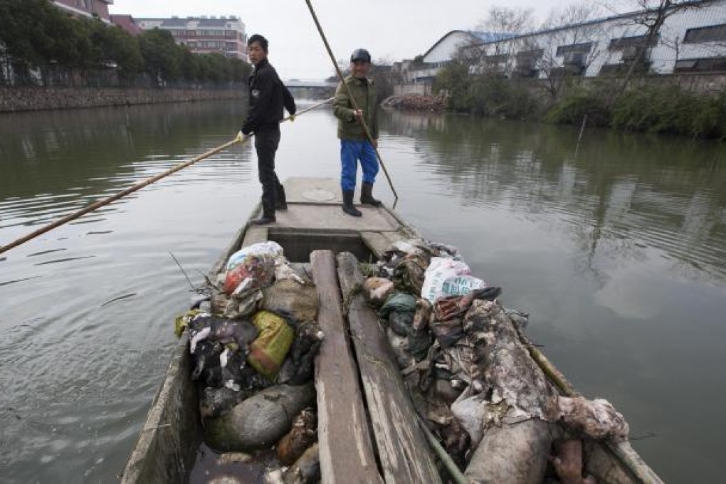 Workers pull dead pig carcasses from from a river in Jiaxing city. The area produced 4.6 million pigs last year. Photo: AP