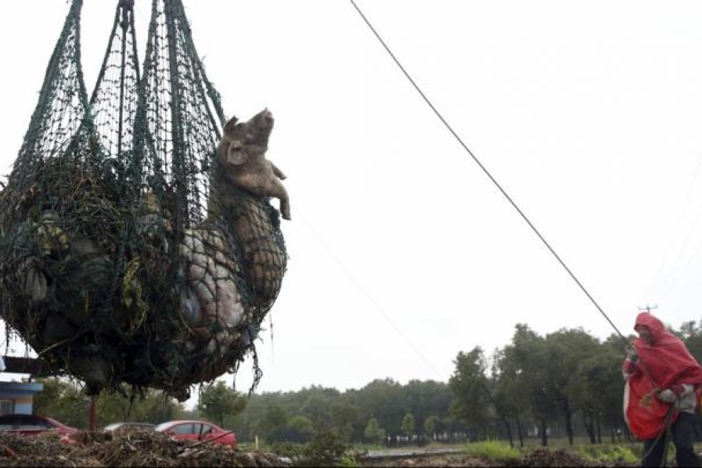 A worker hauls away dead pigs with a net in Zhonglian village of Jinshan district in Shanghai. Photo: AP