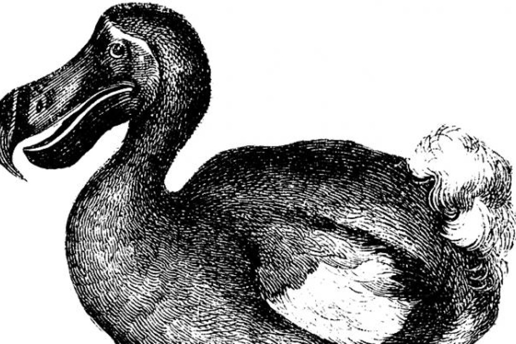 Return of the dodo: could you see the likes of me walking about again? Illustration: SCMP