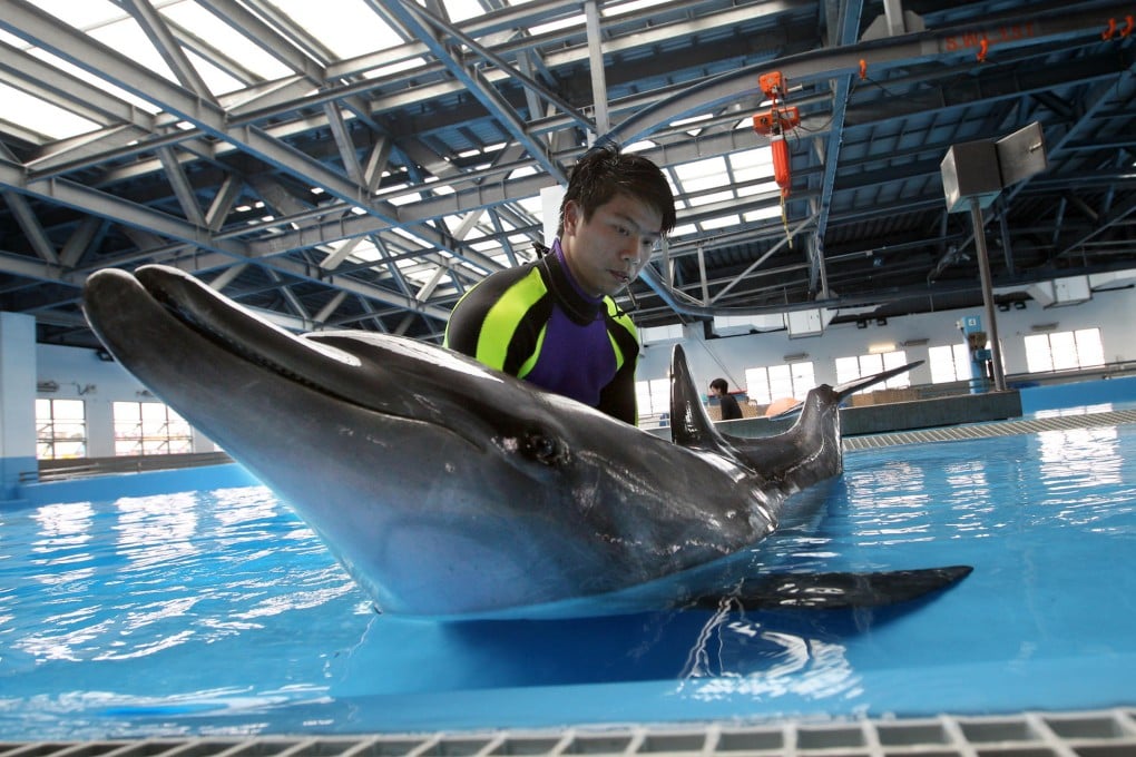 A member of Ocean Park's staff checks over one of the dolphins at its Marine Mammal Breeding and Research Centre. Photo: Sam Tsang
