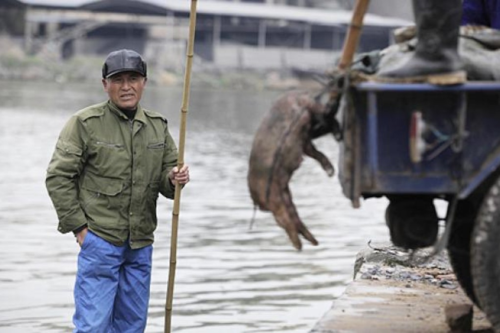 A man rests while his co-workers load bodies of dead pigs picked up in a river into a vehicle in Jiaxing city, in eastern China's Zhejiang province. Photo: AP