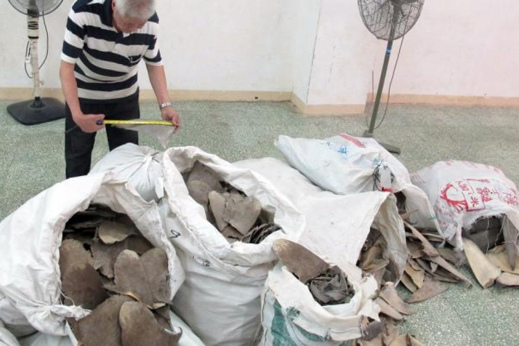 Oceanic whitetip shark tipped for listing at CITES, a UN endangered species conference. Photo: EPA