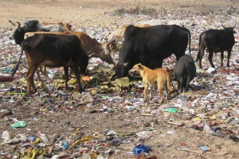 Wild animals including cows and dogs roaming an area filled with trash. Photo: SCMP Pictures