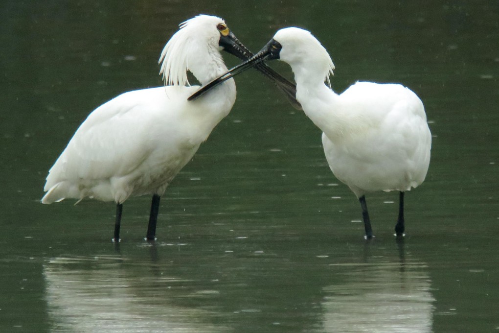 More of these large, white water birds have been spotted throughout Asia, but their numbers are dropping here. Photo: Bird Watching Society