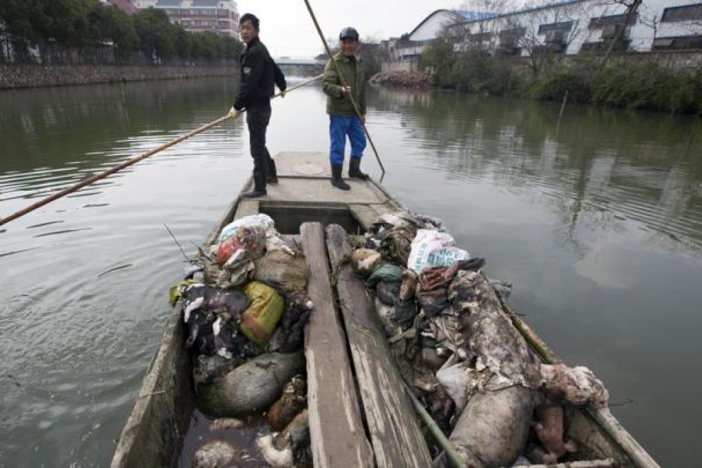 Workers pull dead pig carcasses from from a river in Jiaxing city. The area produced 4.6 million pigs last year. Photo: AP