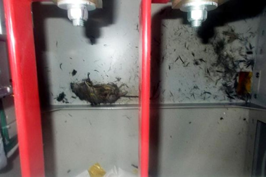 The body of a dead rat though to have caused the short-circuit of a switchboard at Tepco's Fukushima Dai-ichi nuclear power plant. Photo: AFP