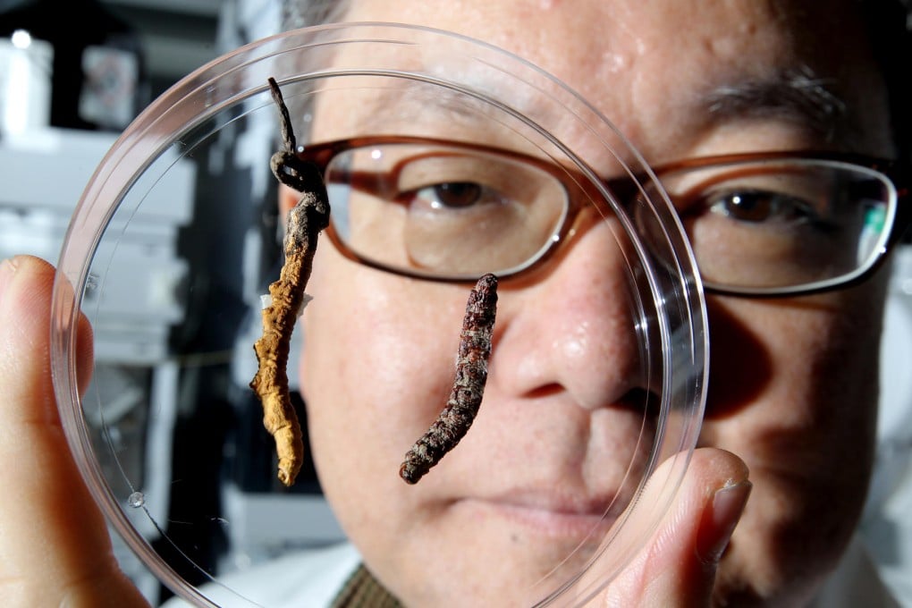 Professor Karl Tsim of HKUST holds up examples of genuine (left) and counterfeit caterpillar fungus. Photo: Dickson Lee