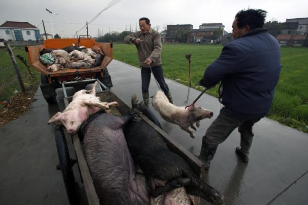 Workers collect dead pigs, to deliver to a biosafety unit, in Zhulin village of Xinfeng township in Jiaxing, Zhejiang. Photo: AP