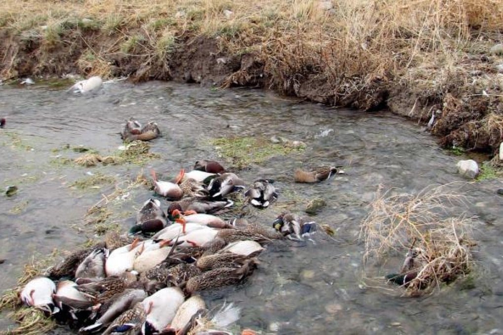 Over 1,000 deads ducks found in Sichuan river