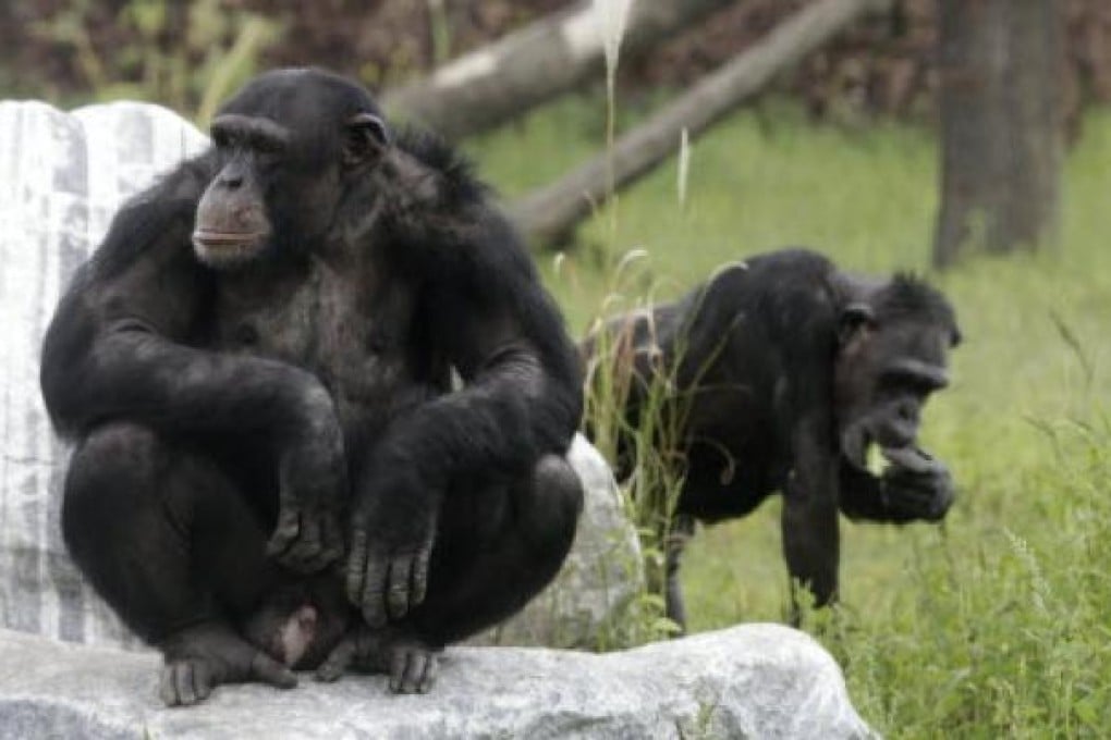 Chimpanzees in captivity. Chimps, gorillas, other apes are now struggling to survive. Photo: AP