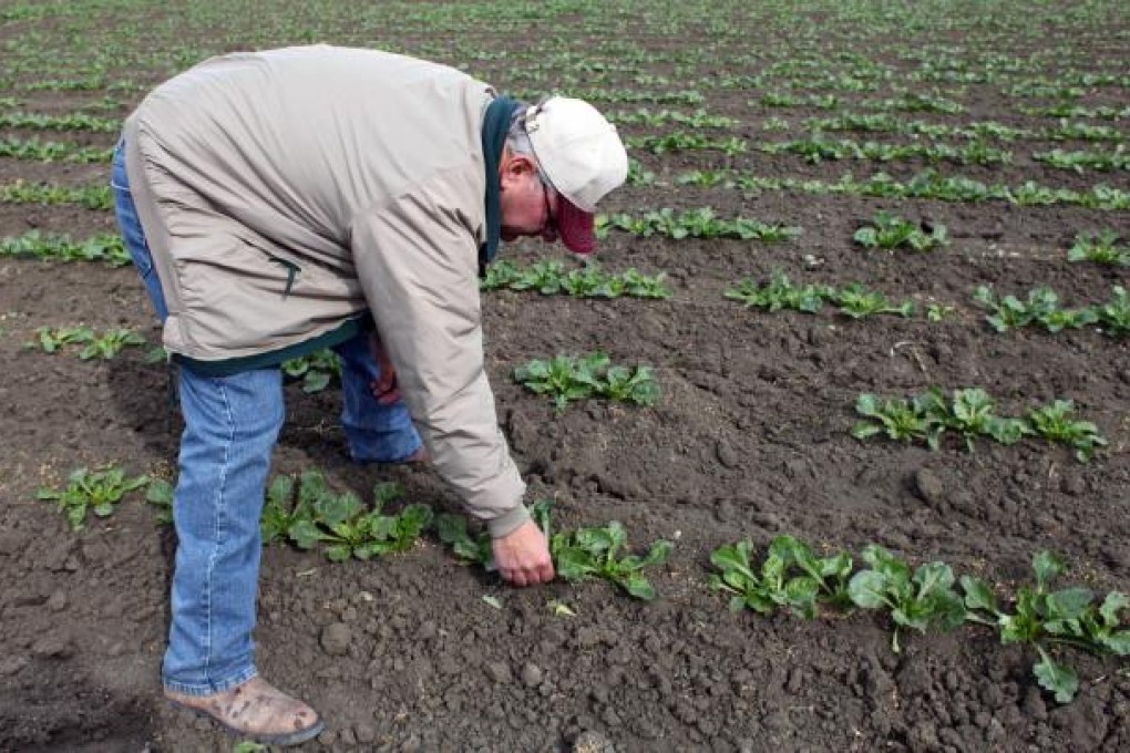 Scandals involving tainted food have led to consumers increasingly demanding better quality products, which means tremendous agricultural reform lies ahead. Photo: AP