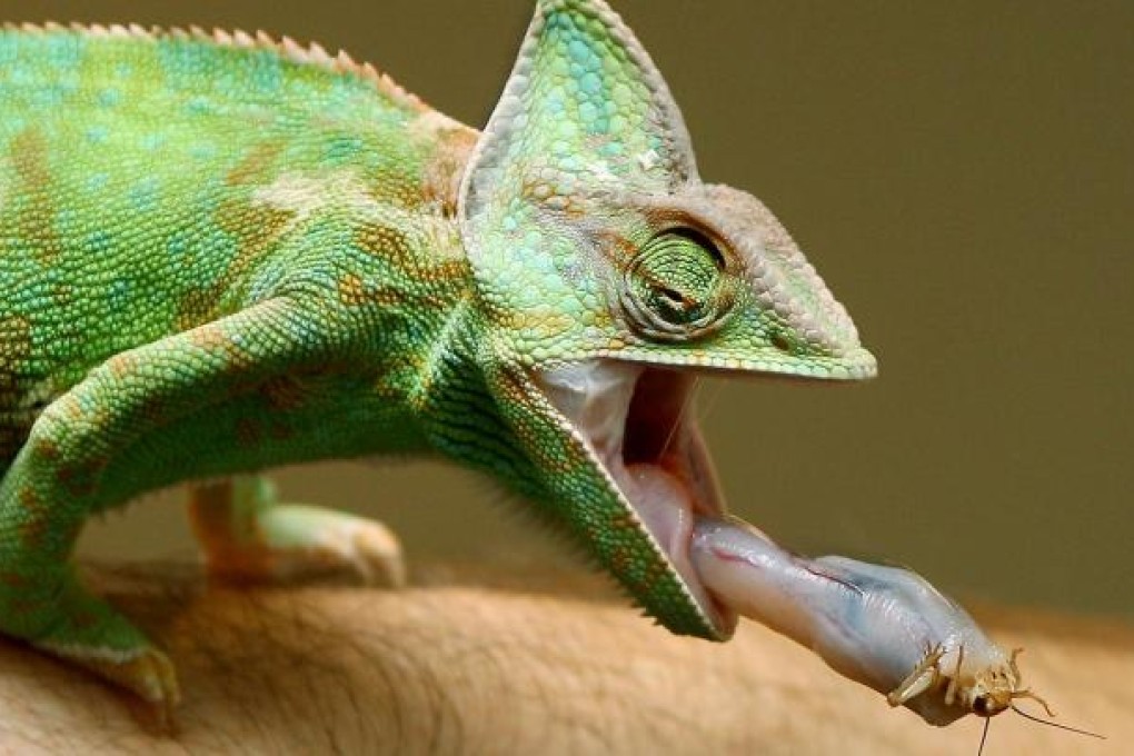 Chameleons can not only catch bugs, but waves. Photo: AFP