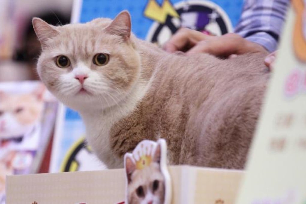 Brother Creamy meets his fans at the mall. Photo: K. Y. Cheng
