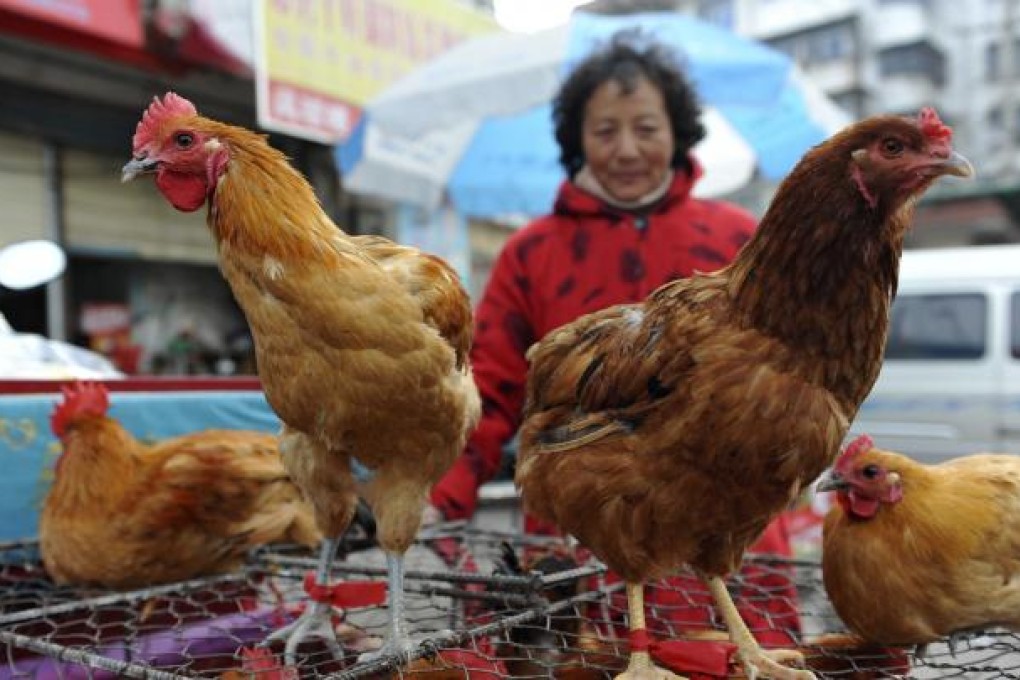 A vendor waits for customers near chicken cages at a market in Fuyang city, Anhui province, on March 31, 2013. Photo: AP