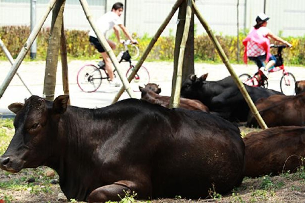 Feral cows in Sai Kung Country Park. Photo: May Tse