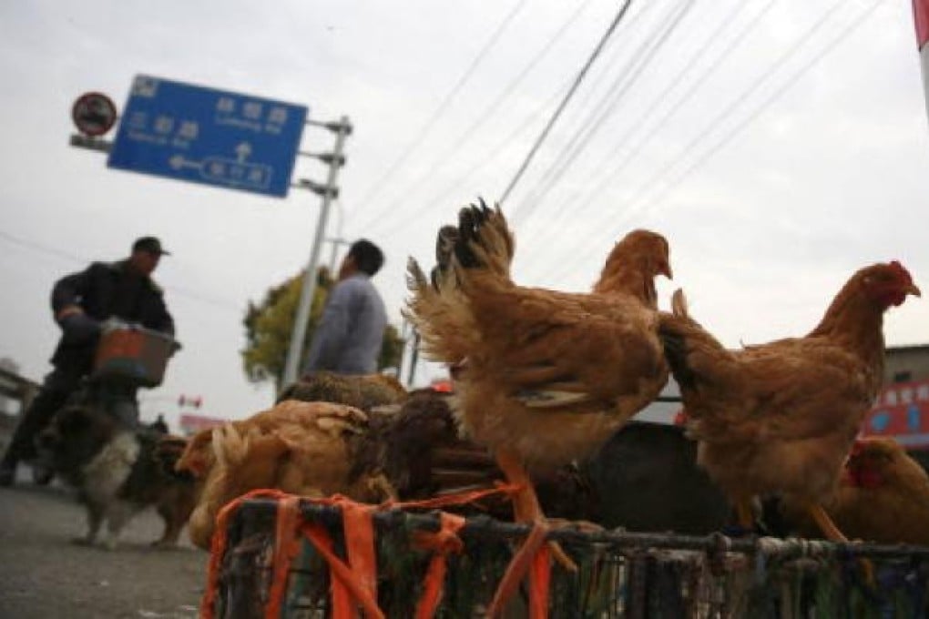 Chicken are sold on a street on Monday, April 1, 2013 in Shanghai. Photo: AP