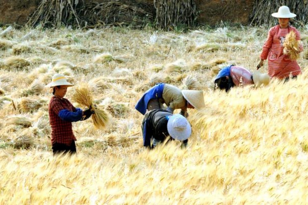 Mapping of genetic codes likely to lead to better varieties of wheat. Photo: Xinhua