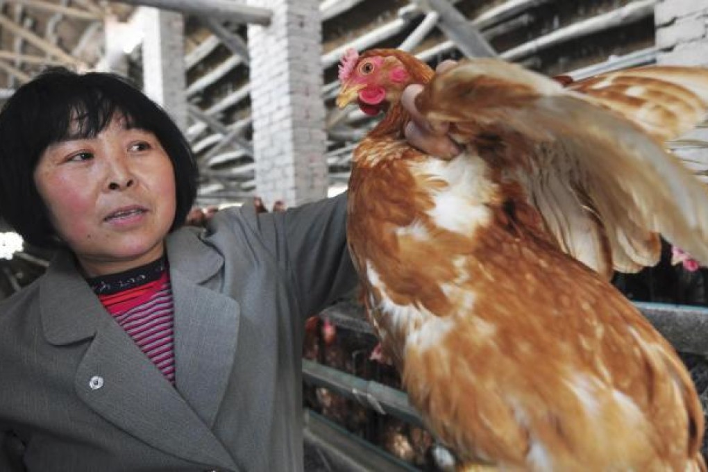 Bird flu deaths have triggered fears of a mass cull.