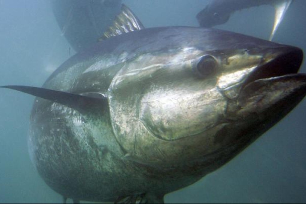 Chinese fishermen under-report haul from foreign waters, say researchers