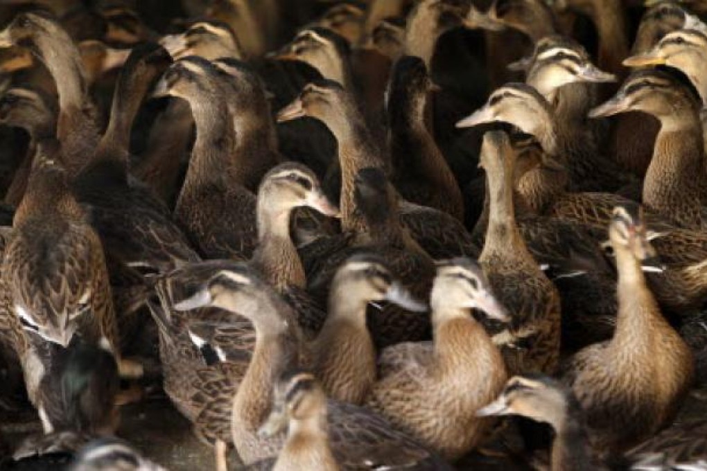 Ducks are seen at a market in Nanjing, eastern China's Jiangsu province. The lethal bird flu virus in China displays worrying traits that warrant high vigilance, experts say. Photo: EPA