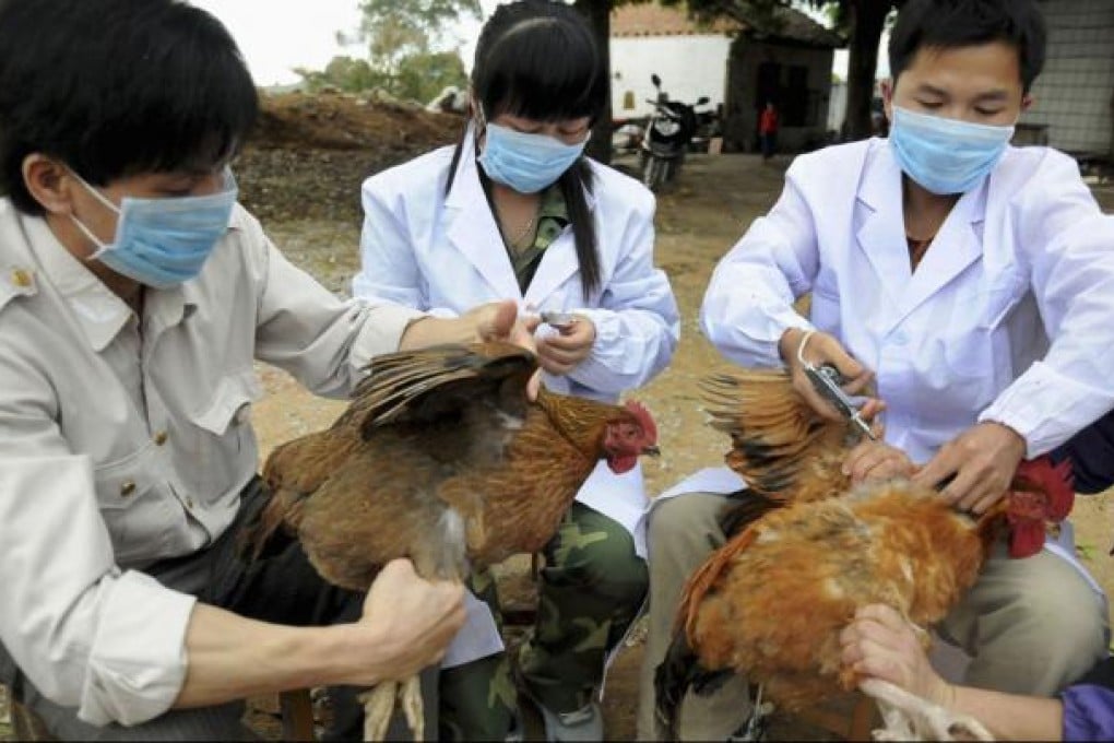 Technical staff from the animal disease prevention and control center inject chickens with the H5N1 bird flu vaccine. Photo: Reuters