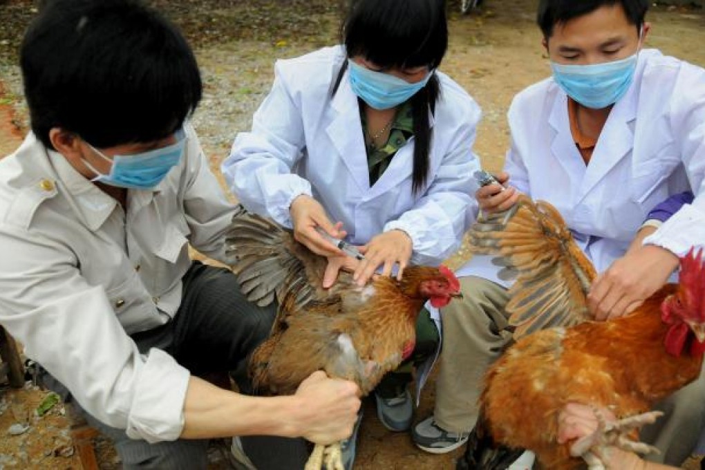 Guangxi health workers inoculate chickens to halt bird flu. Photo: AFP