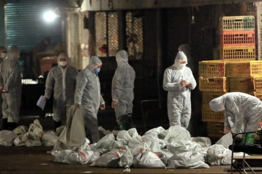 Health staff in protective suits collect bags of dead chickens at the Huhuai Farm Products Market in Shanghai where the H7N9 virus was found in a pigeon sample. More than 20,000 birds were culled. Photo: AFP