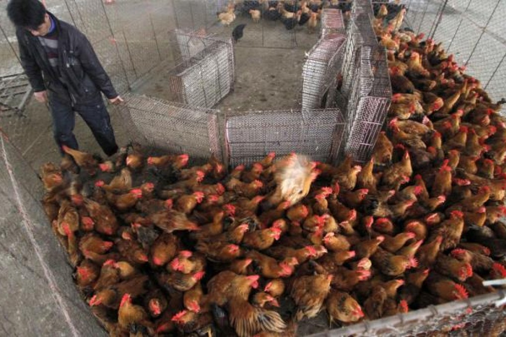 A vendor with his birds at a poultry market in Nanjing. Photo: Reuters