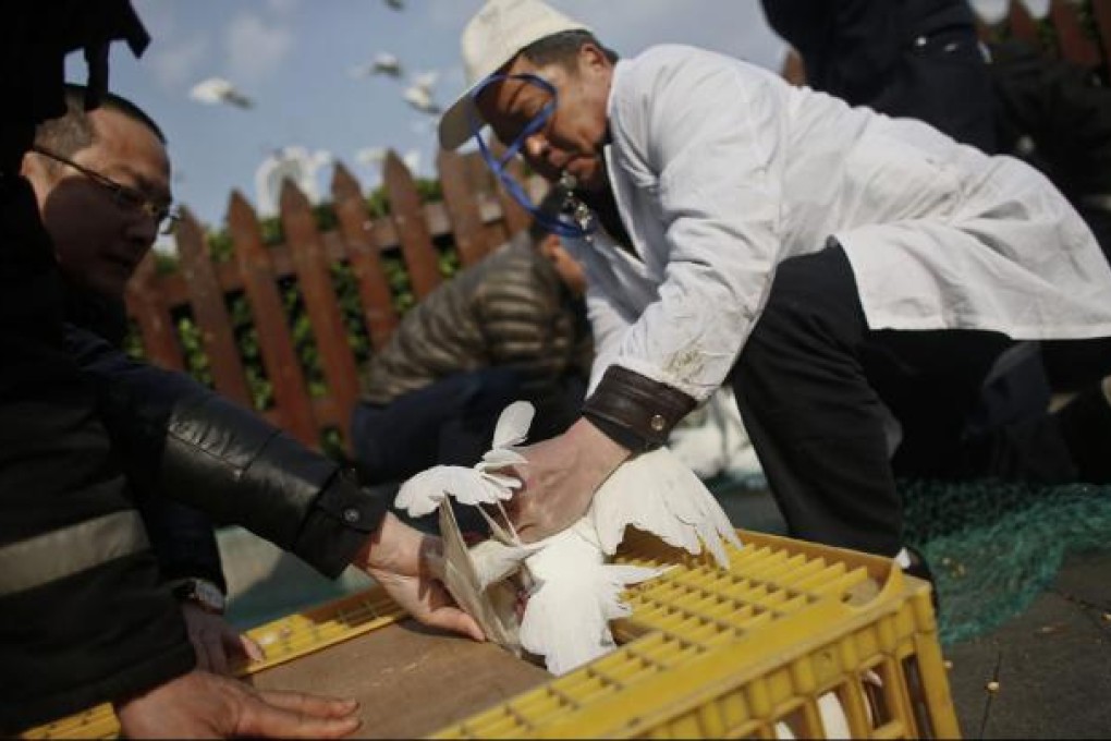 Workers catch pigeons in People's Square as a precaution against bird flu in Shanghai. Photo: EPA