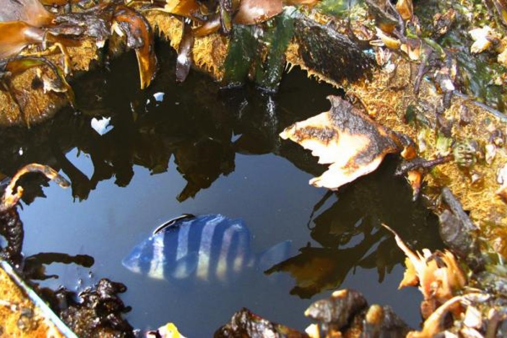 A striped beakfish swims in the bait box on the boat. Photo: AP