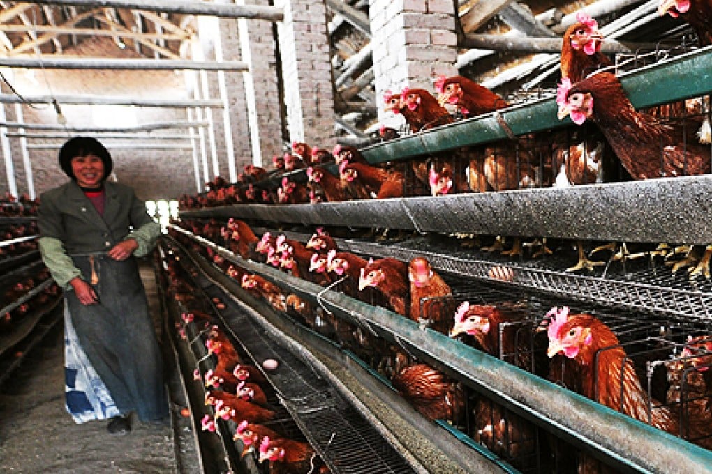 A chicken farm in Zouping, in east China's Shandong province. Photo: AFP