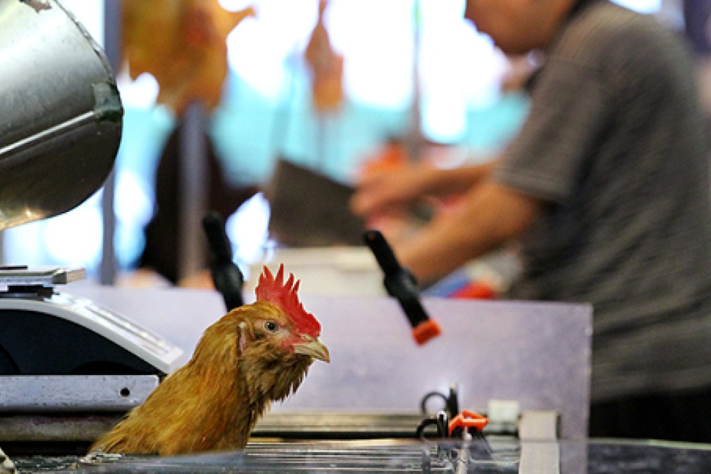A live chicken stall at the Kowloon City wet market. Photo: Edward Wong