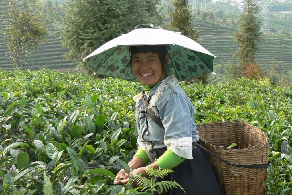 Pu'er, better known for its tea, exported 7,927 tonnes of coffee beans in 2007, accounting for more than 40 per cent of China's coffee exports. Photo: SCMP