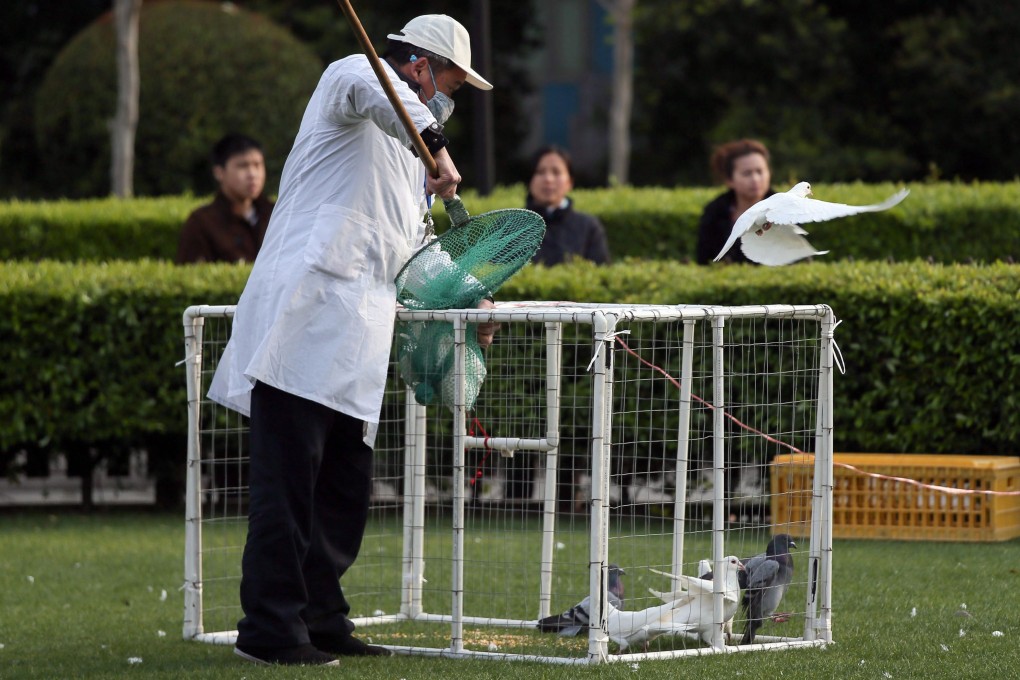 A Chinese health worker traps pigeons at a park in Shanghai, for culling. Photo: AFP