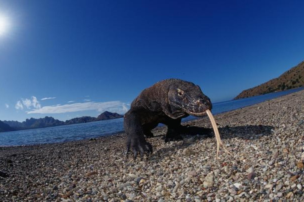 Komodo dragons can weigh up to 70kg. Photo: SCMP Pictures