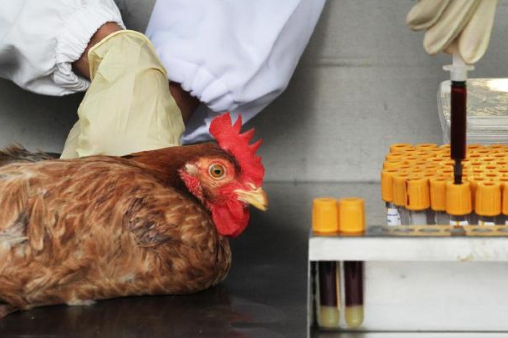 A chicken is tested for the H7N9 virus at Man Kam To Animal Inspection Station yesterday. Photo: Felix Wong
