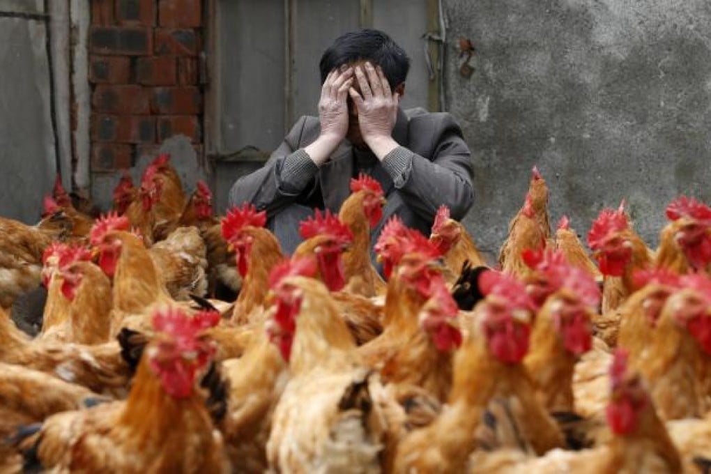 A breeder in Zhejiang province takes stock as he sits with his chickens, which he says have not been infected by the virus. Photo: Reuters