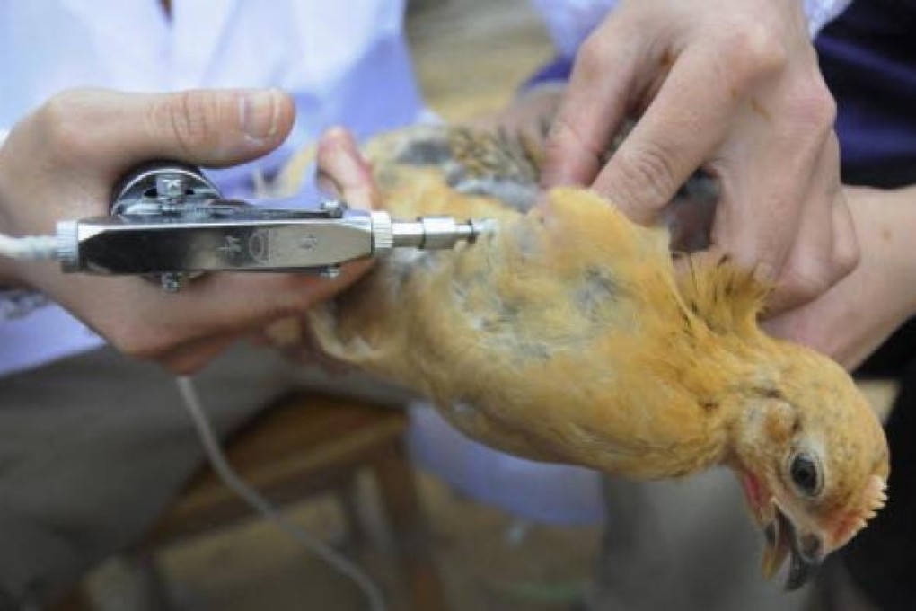 New technology is speeding up progress on bird flu vaccine. Photo: Reuters