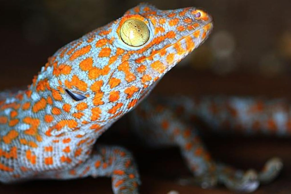 Asia's striking Tokay Gecko is in danger of being over-hunted for use in traditional medicine in China. Photo: AFP