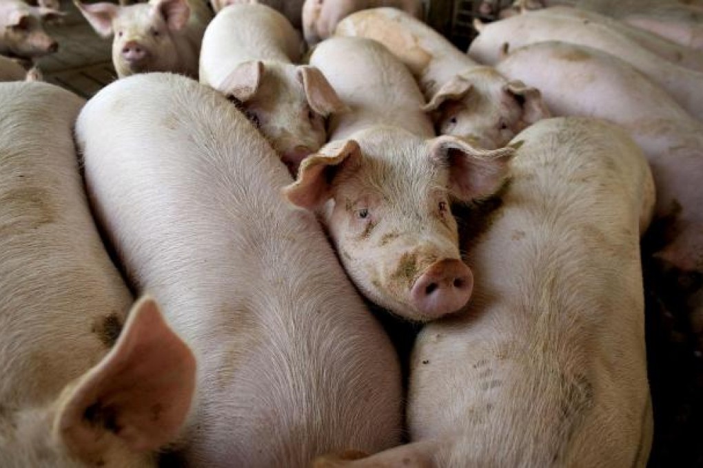 Animal abuse serves no purpose but greed. Photo: Bloomberg