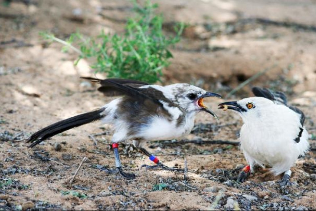 Fledgling pied babblers get more food. Photo: Alex Thompson