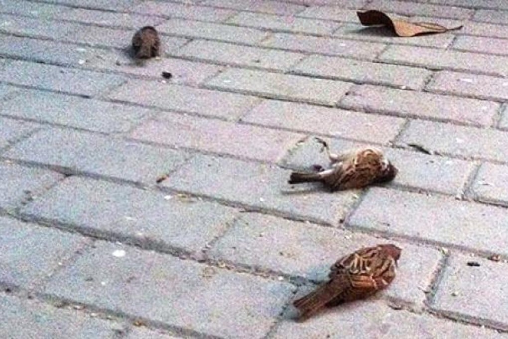 Dead sparrows lie on the ground in a residential area in Nanjing, east China's Jiangsu province. Photo: AFP
