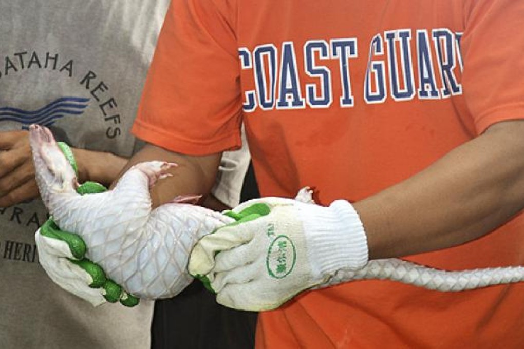 A member of the Philippine Coast Guard holds a frozen pangolin or scaly anteater on board a Chinese vessel that ran into the Tubbataha coral reef, in the southwestern Philippines. Photo: AP