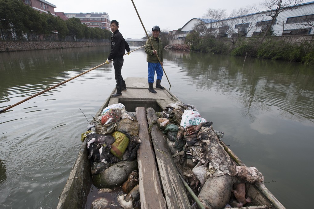 Thousands of dead pigs were found in a river in Shanghai last month. Photo: AP