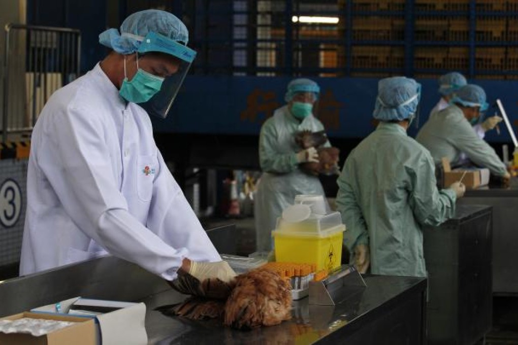 Officials from the Centre for Food Safety get blood and swab samples from chickens imported from mainland China at a border checkpoint in Hong Kong April 11, 2013. Photo: EPA